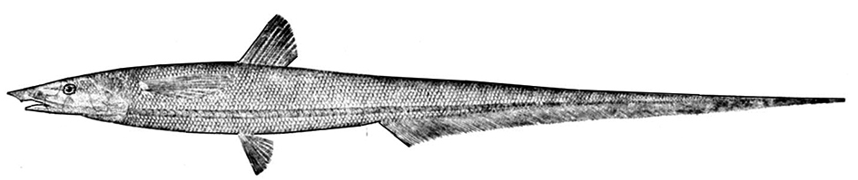 Halosauropsis macrochir_01.jpg